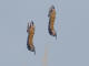 Aero Vodochody L-29 Delfin - Sasol Flying Tigers 2005 Photo © D Coombe